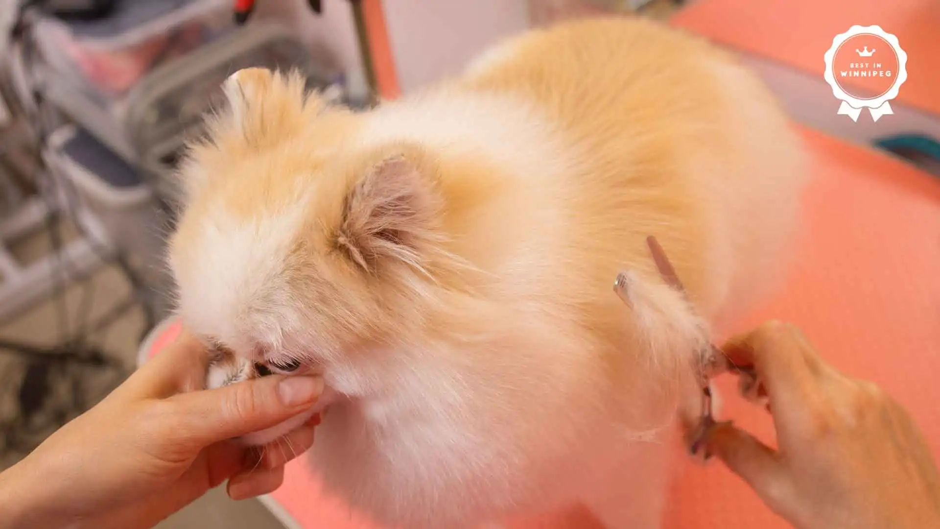 Best Dog Grooming Services in Winnipeg
