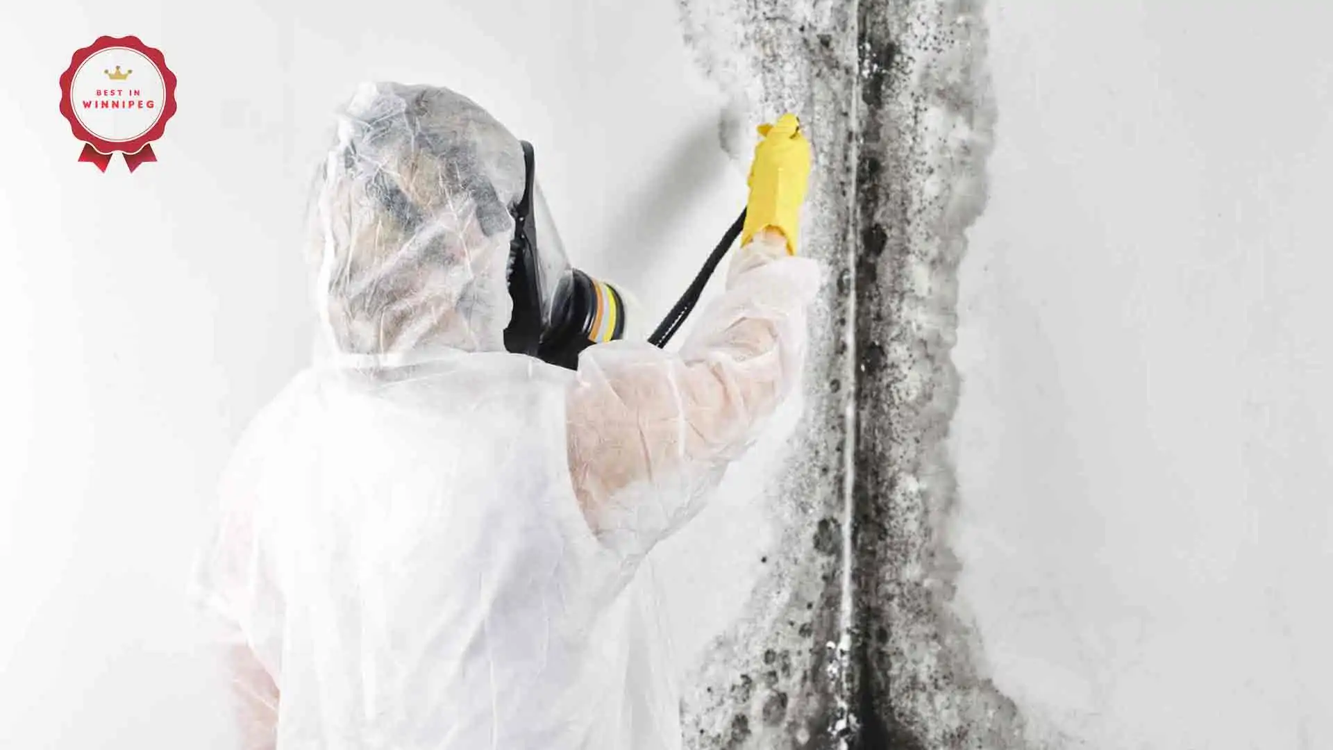Best Mould Removal Services in Winnipeg