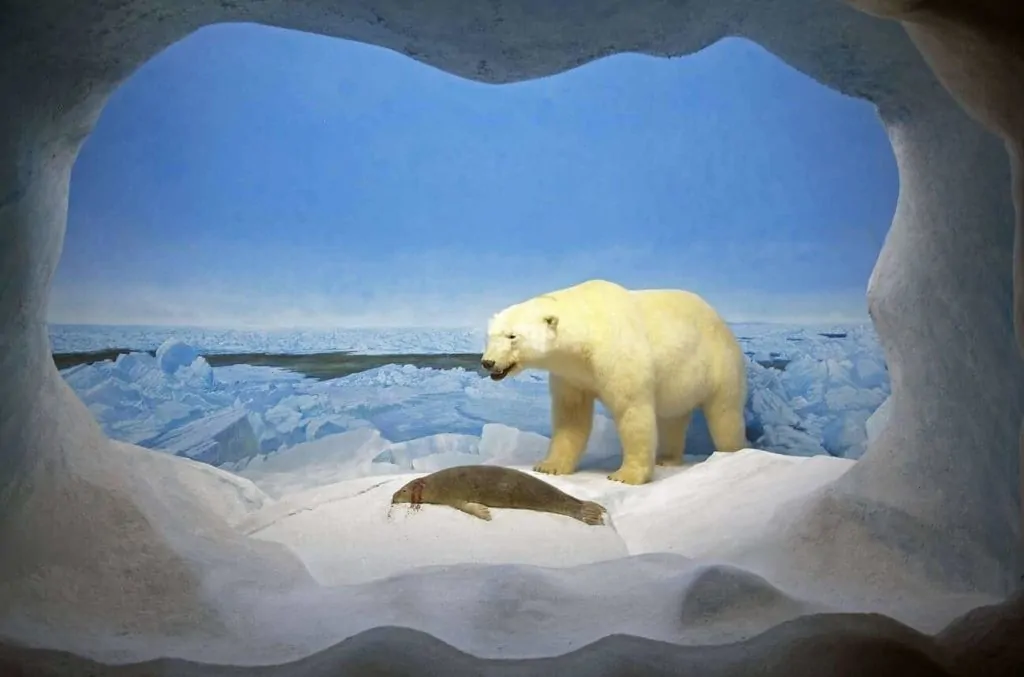Arctic and Sub-Arctic Gallery