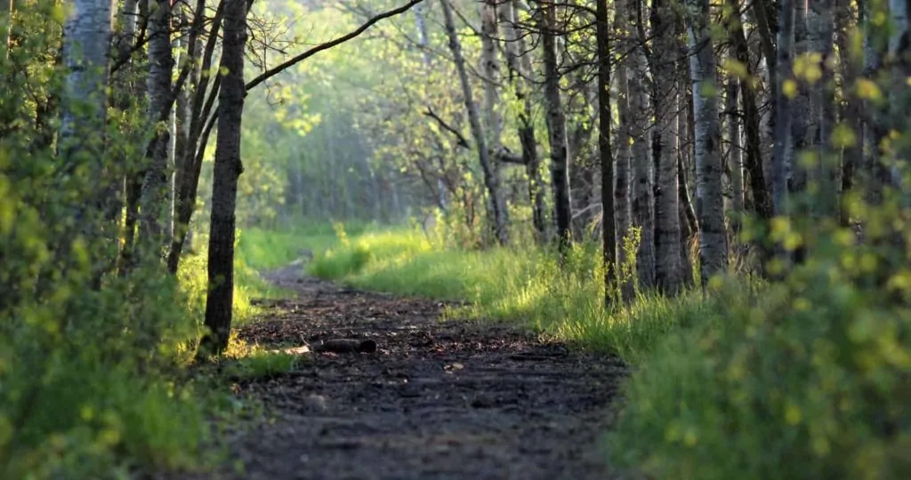 Assiniboine Forest