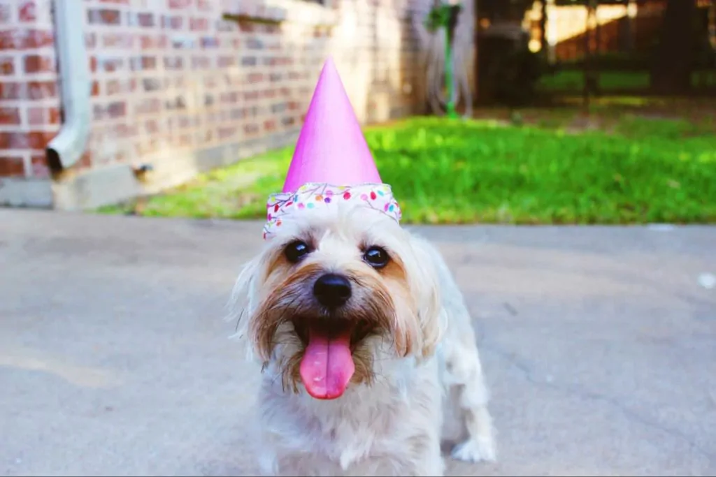 Attend a dog-friendly event