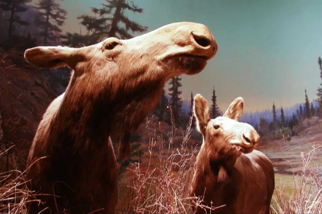 Boreal Forest Gallery