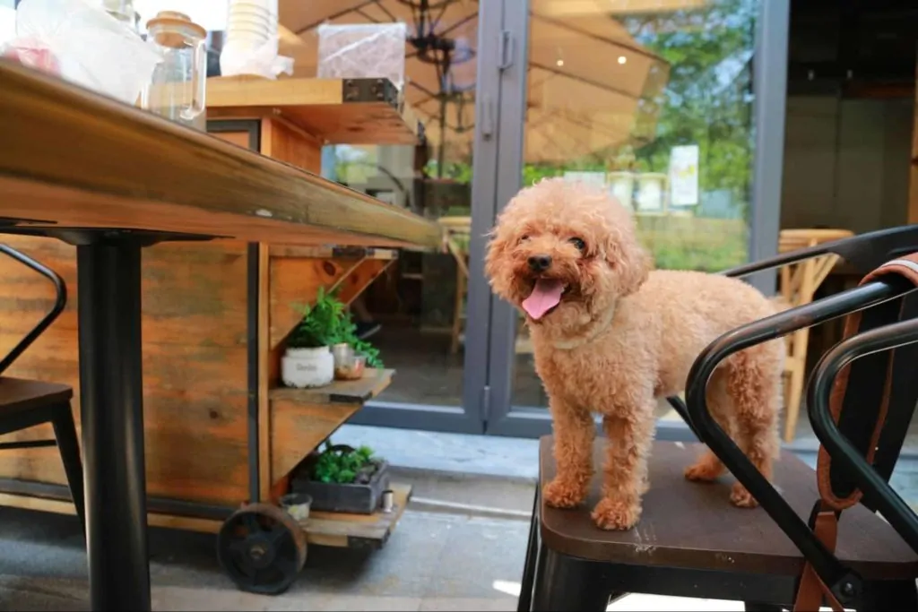 Enjoy a drink on a dog-friendly patio