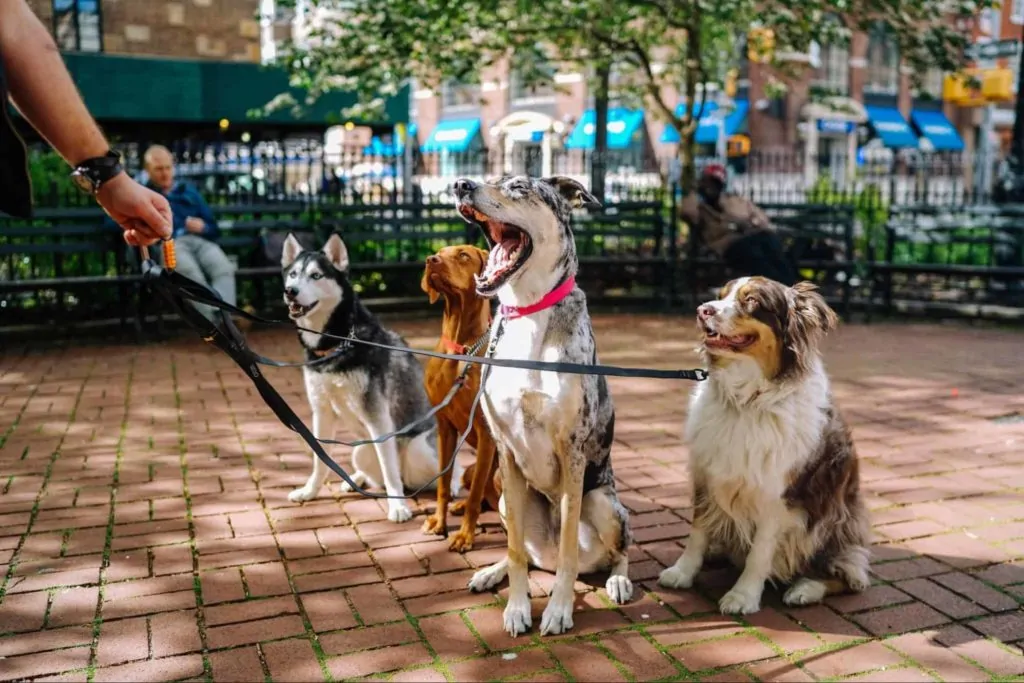 Is Winnipeg dog friendly