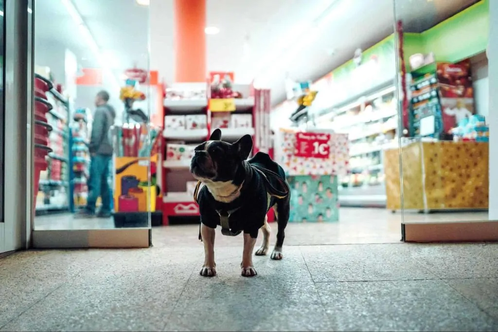Top 6 Places in Winnipeg to Visit with Your Dog