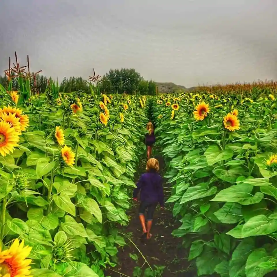 A Maze In Corn