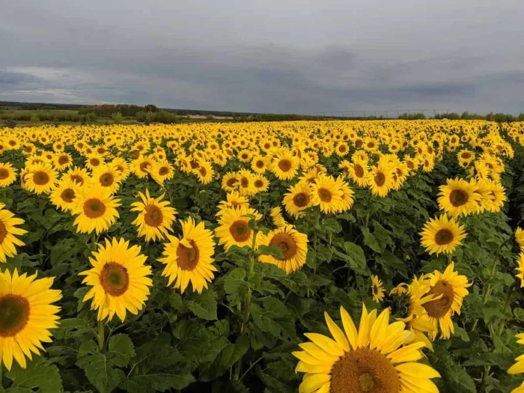 Deer Meadow Farms