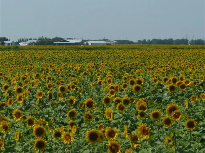 Farmer Road